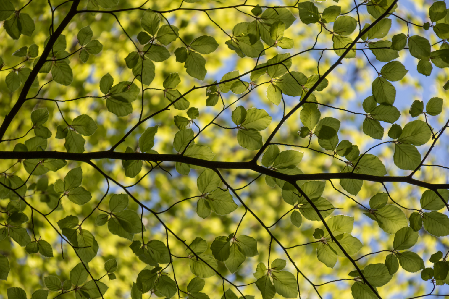 Bild till nyhet på hemsida